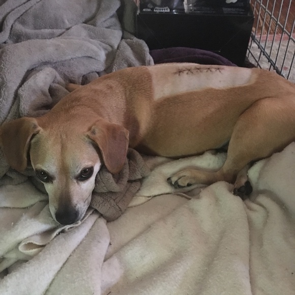 Peanut needs your help! Please offer like & share! - Picture 5 of 8